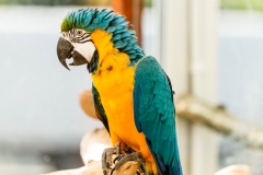 Macaw