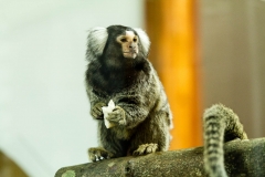 Marmoset