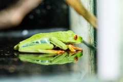 Red Eyed Tree Frog