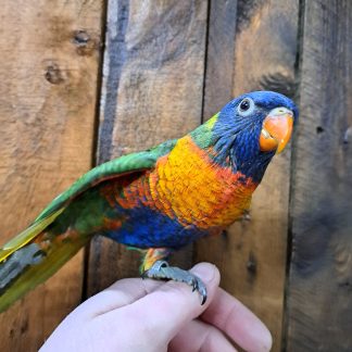 Baby Lorikeet parrot