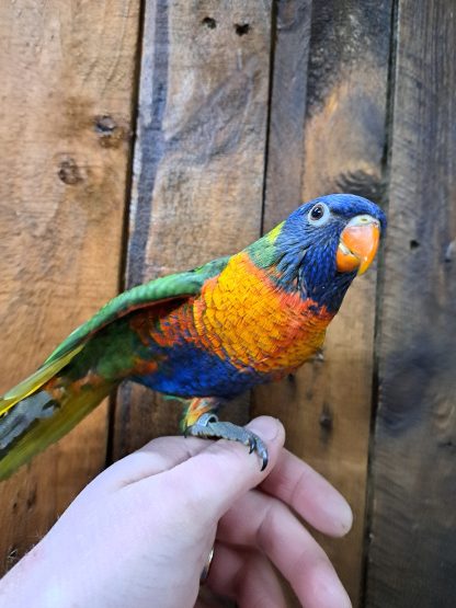 Baby Lorikeet parrot