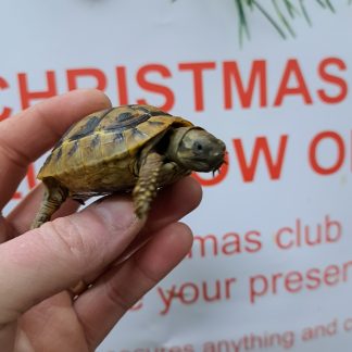 Baby hermans Tortoise