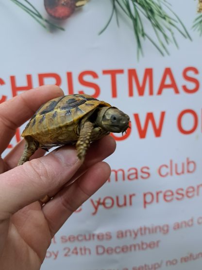 Baby hermans Tortoise
