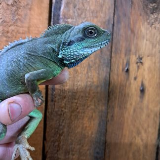 Water dragon (with setup)