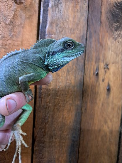 Water dragon (with setup)