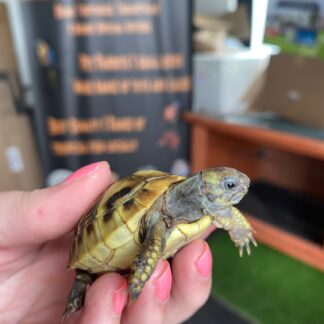 Baby hermans Tortoise