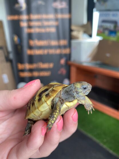 Baby hermans Tortoise