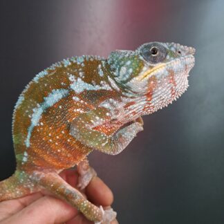 MALE PANTHER CHAMELEON